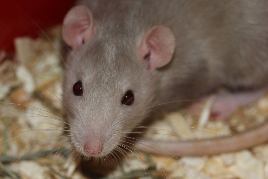 Rats Pest Control